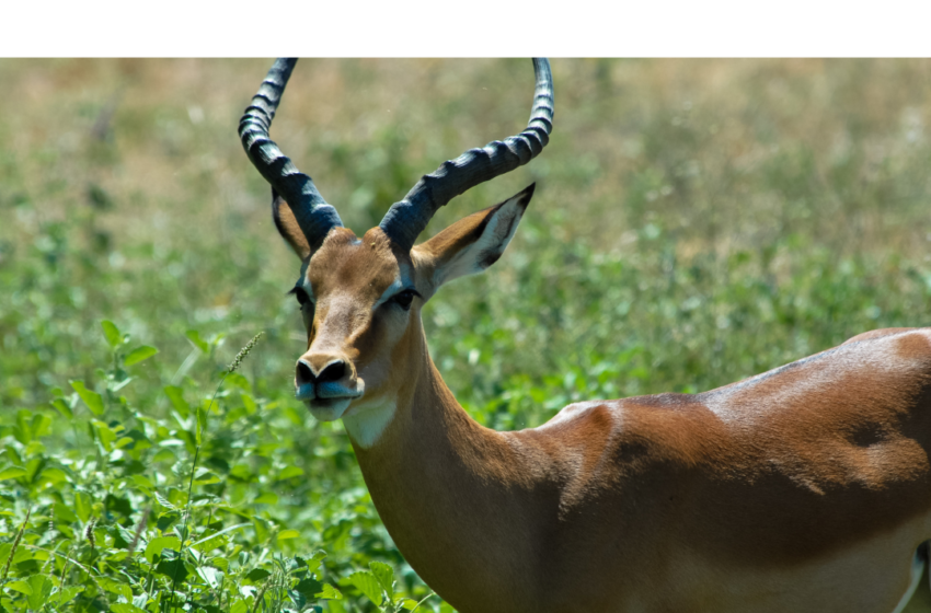  FAO attempts to prevent Rhim gazelles extinction in Iraq